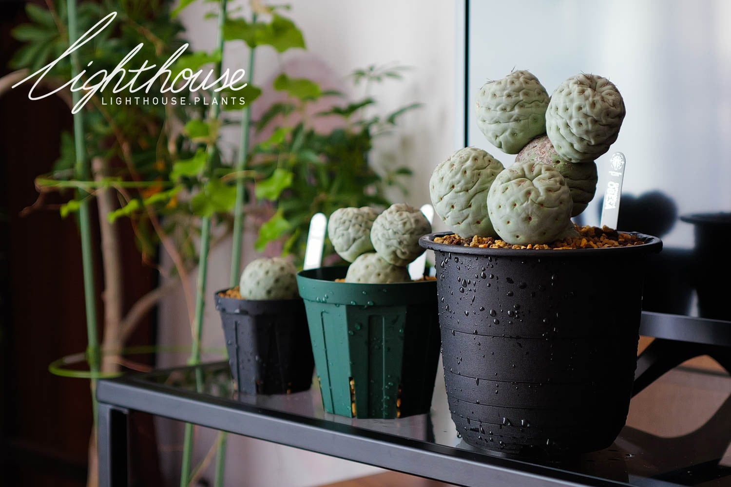 お待たせいたしました！テフロカクタス ゲオメトリクス 販売再開