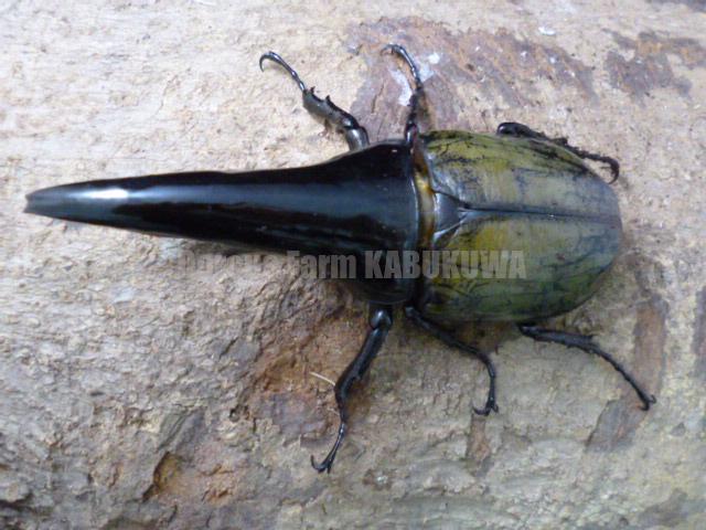 ☆極太極短☆超パチセラス☆ヘラクレスヘラクレス☆♂125mm♀65ペア