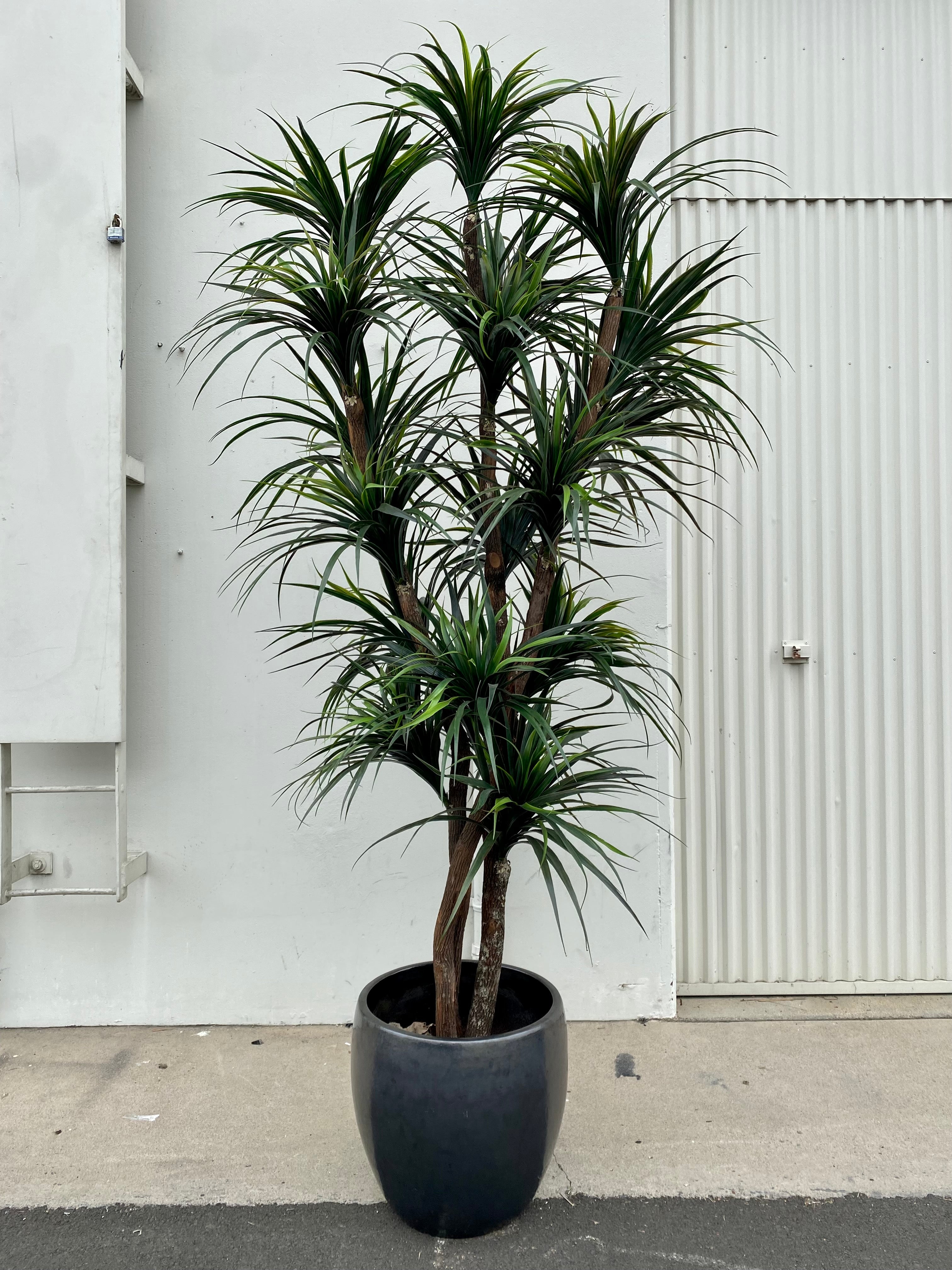 10 FT YUCCA TREE – ENHANCED SPACES & BOTANICALS