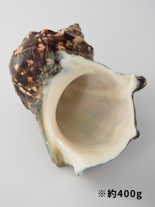 夜光貝【約400～499g/1個】EN:Green Turbo Snail (Size:400-499g, Unit