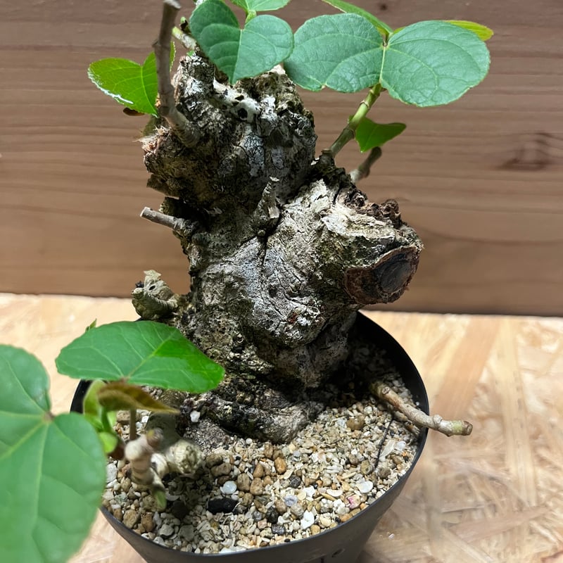 オオハマボウ | GREEN LUCK