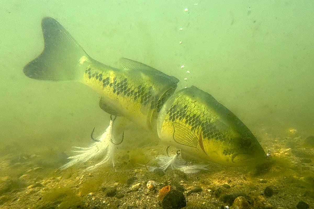 コードネームバス/SS | deps OFFICIAL HP | デプス 公式HP